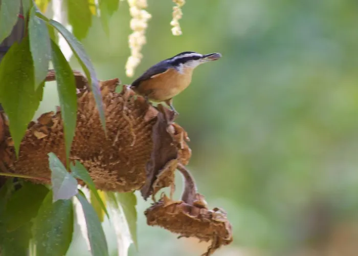 Windborne Bed & Breakfast